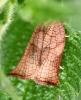 Archips podana